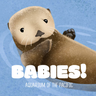 Aquarium of the Pacific Babies Seal Image